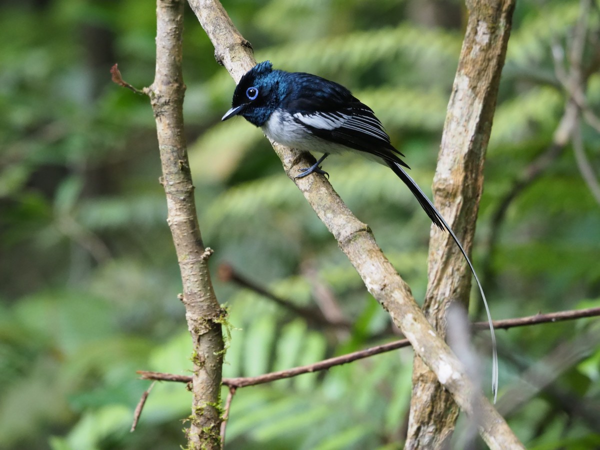 Malagasy Paradise-Flycatcher - Kelly Siderio