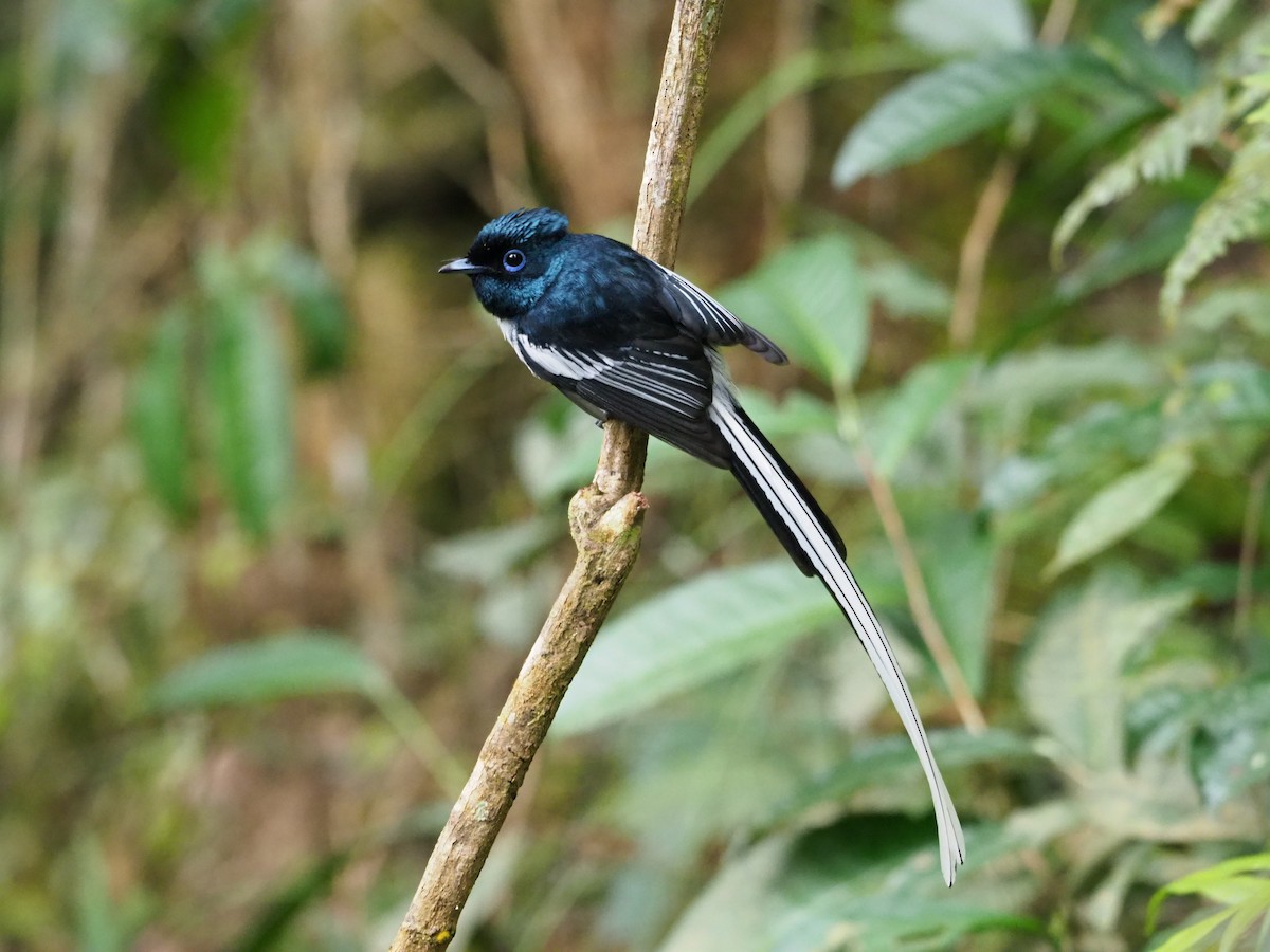 Malagasy Paradise-Flycatcher - ML127551071