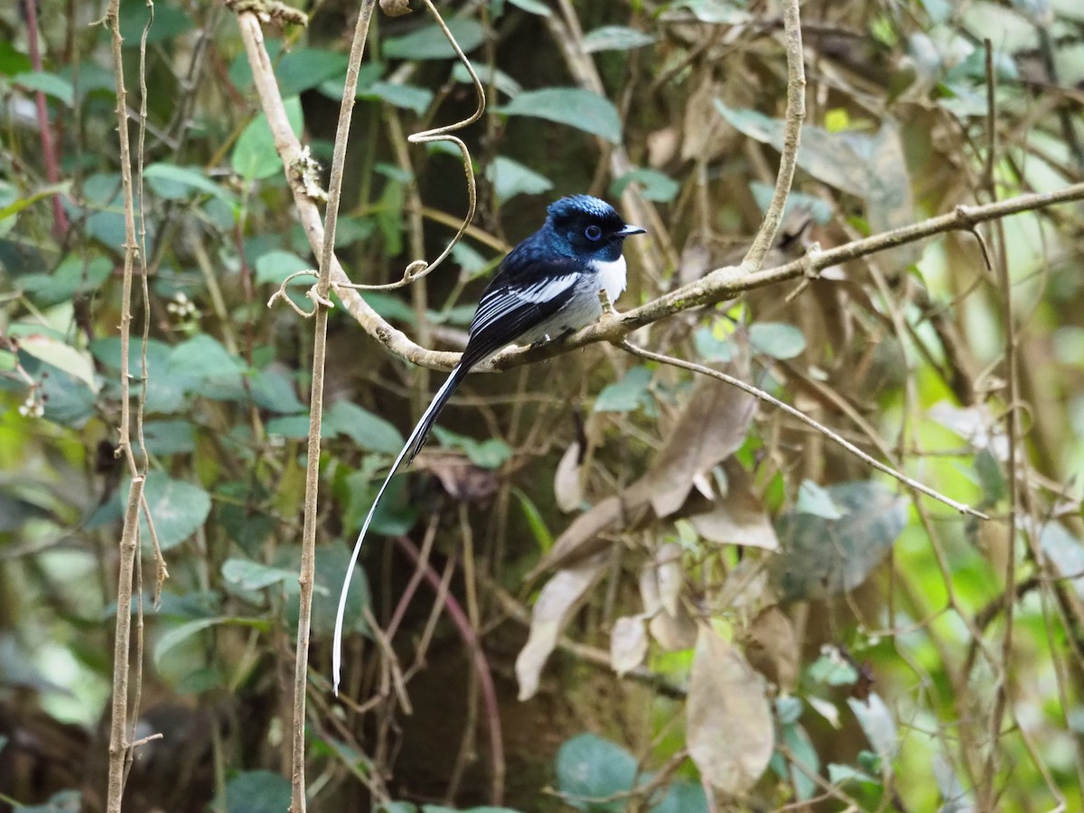 Malagasy Paradise-Flycatcher - Kelly Siderio