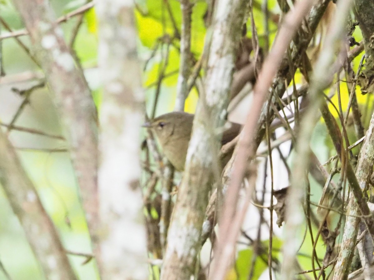 Malagasy Brush-Warbler (Malagasy) - Kelly Siderio