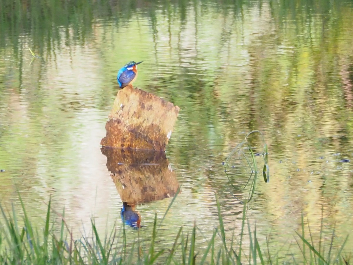 Malagasy Kingfisher - ML127551391