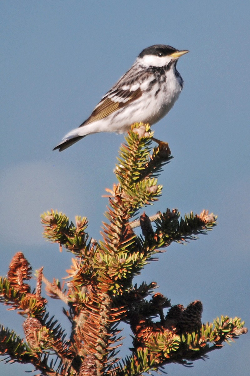 Blackpoll Warbler - ML127554991