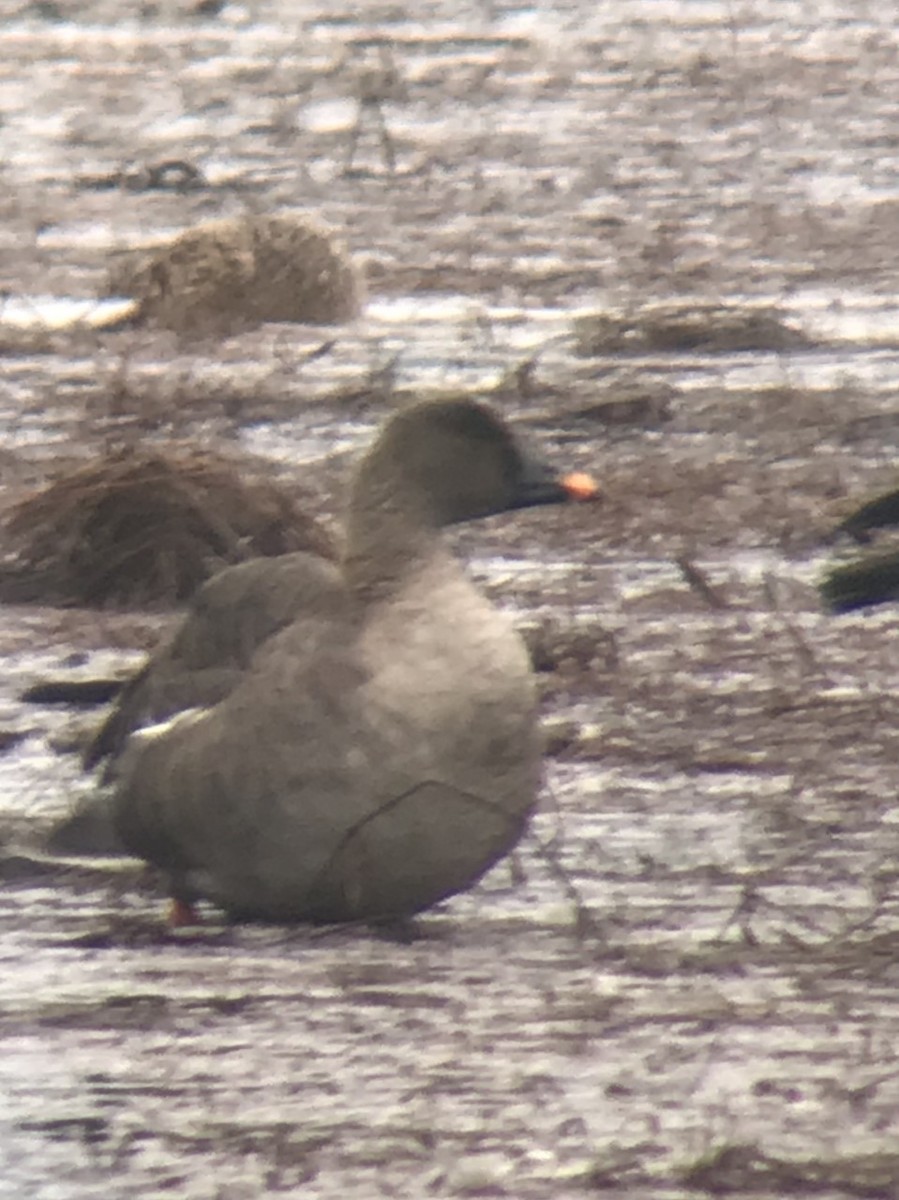 Tundra Bean-Goose - Don Berg