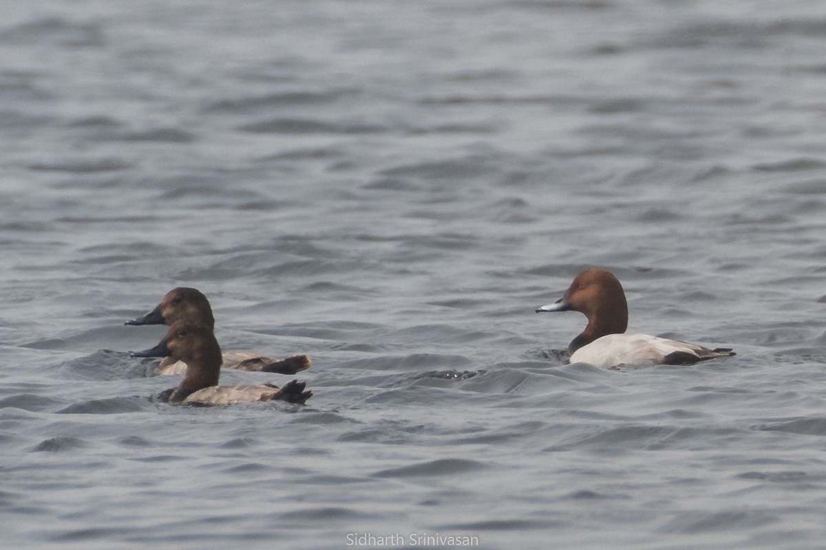 Common Pochard - Sidharth Srinivasan