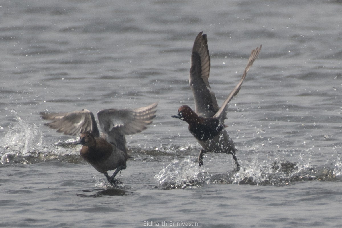 Common Pochard - Sidharth Srinivasan