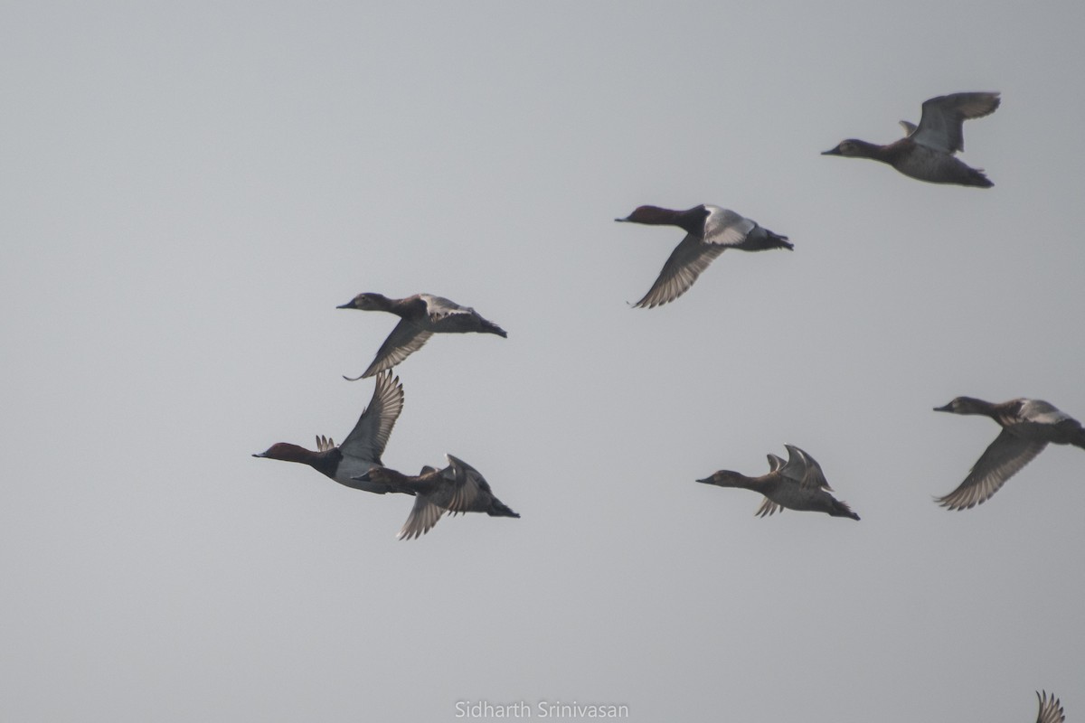 Common Pochard - Sidharth Srinivasan