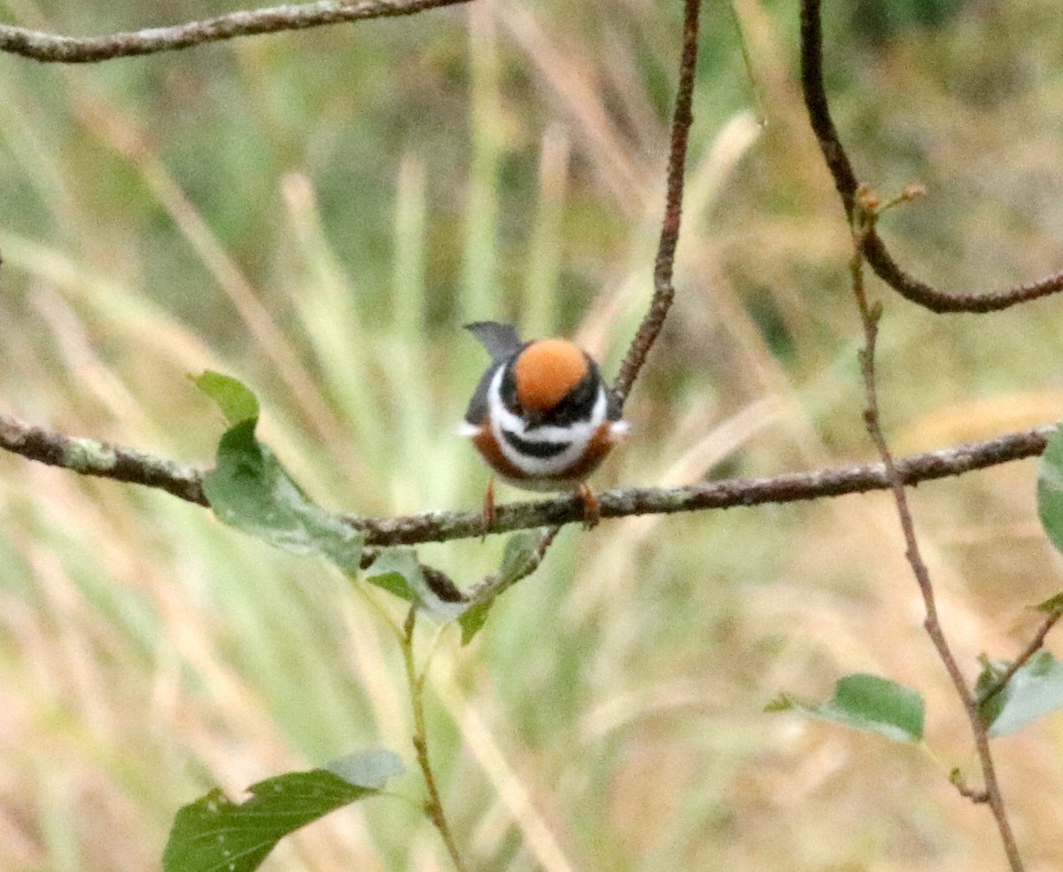 Black-throated Tit - ML127556951