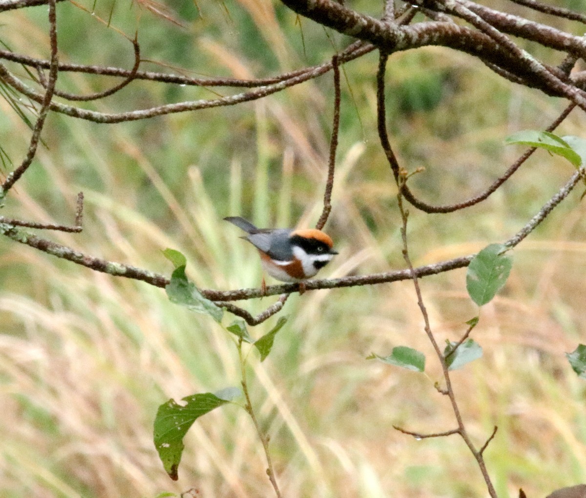 Black-throated Tit - ML127556971