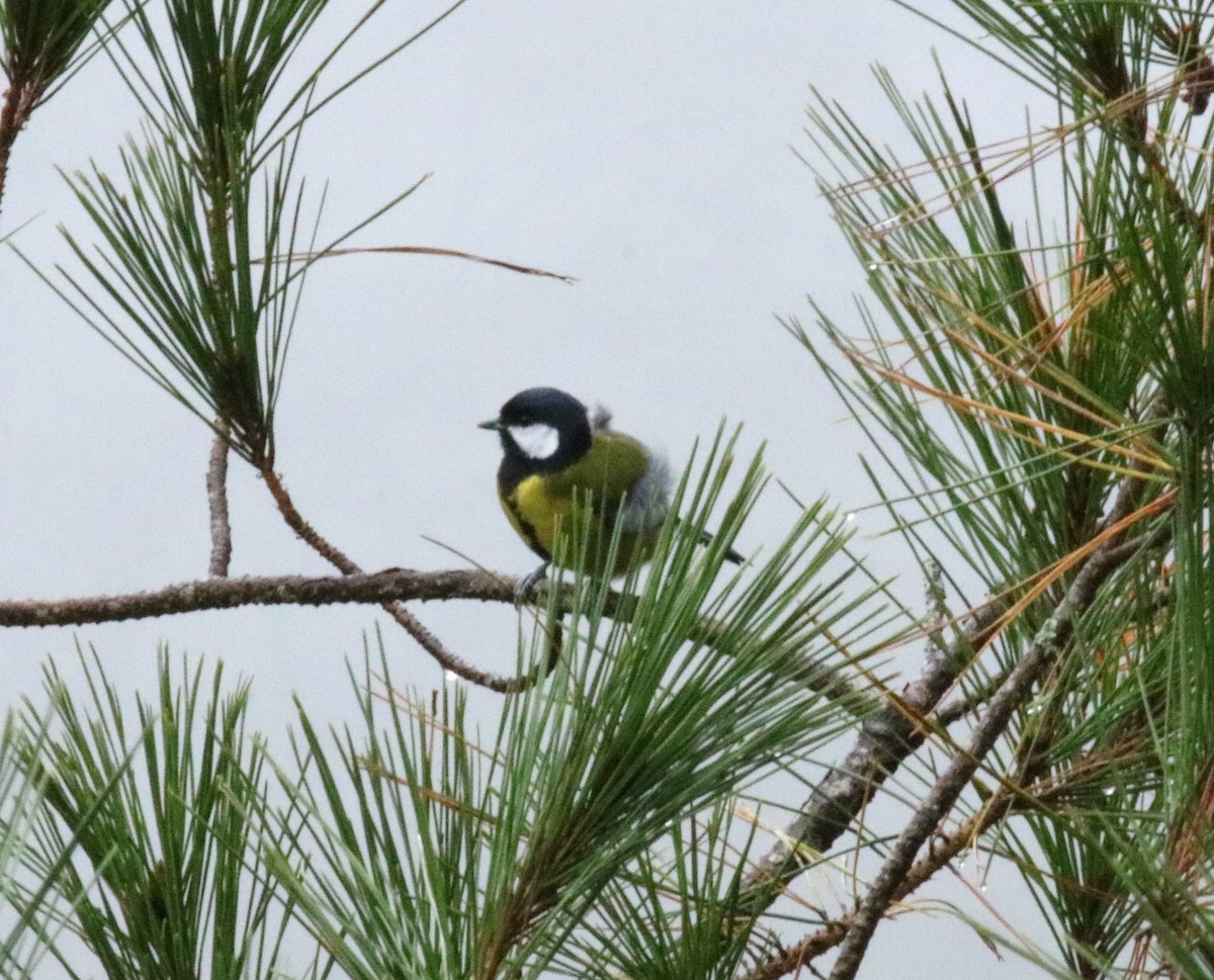 Green-backed Tit - ML127557021