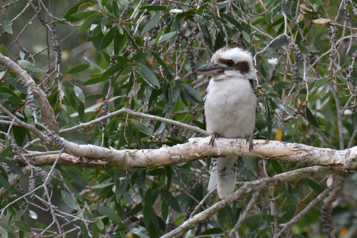 Laughing Kookaburra - Stephen Haase