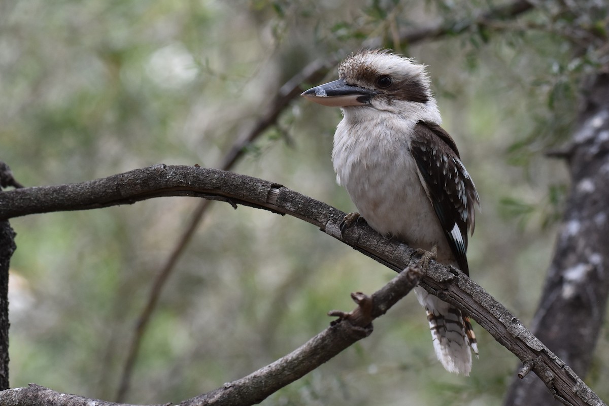 Laughing Kookaburra - ML127557721