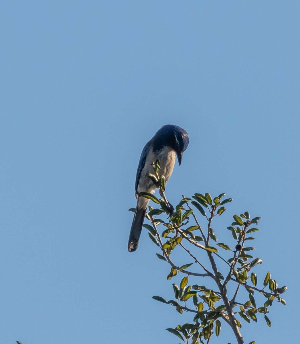 California Scrub-Jay - ML127558111