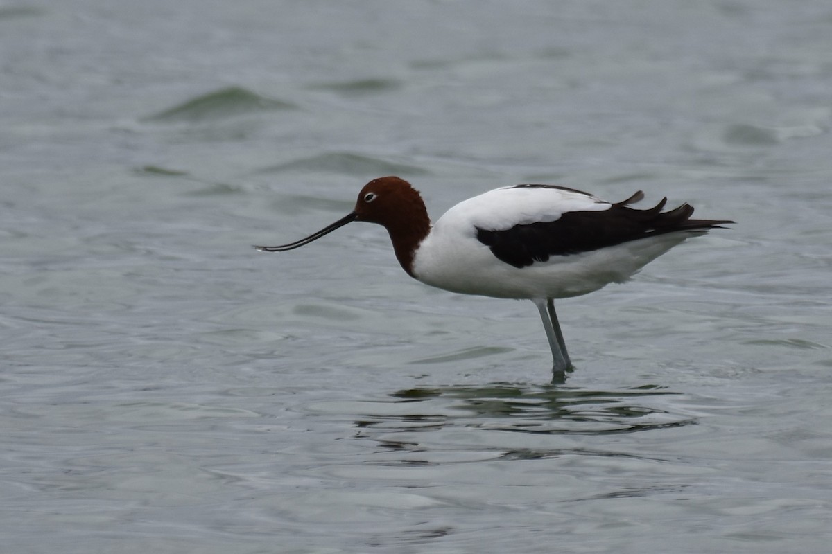 Red-necked Avocet - Stephen Haase