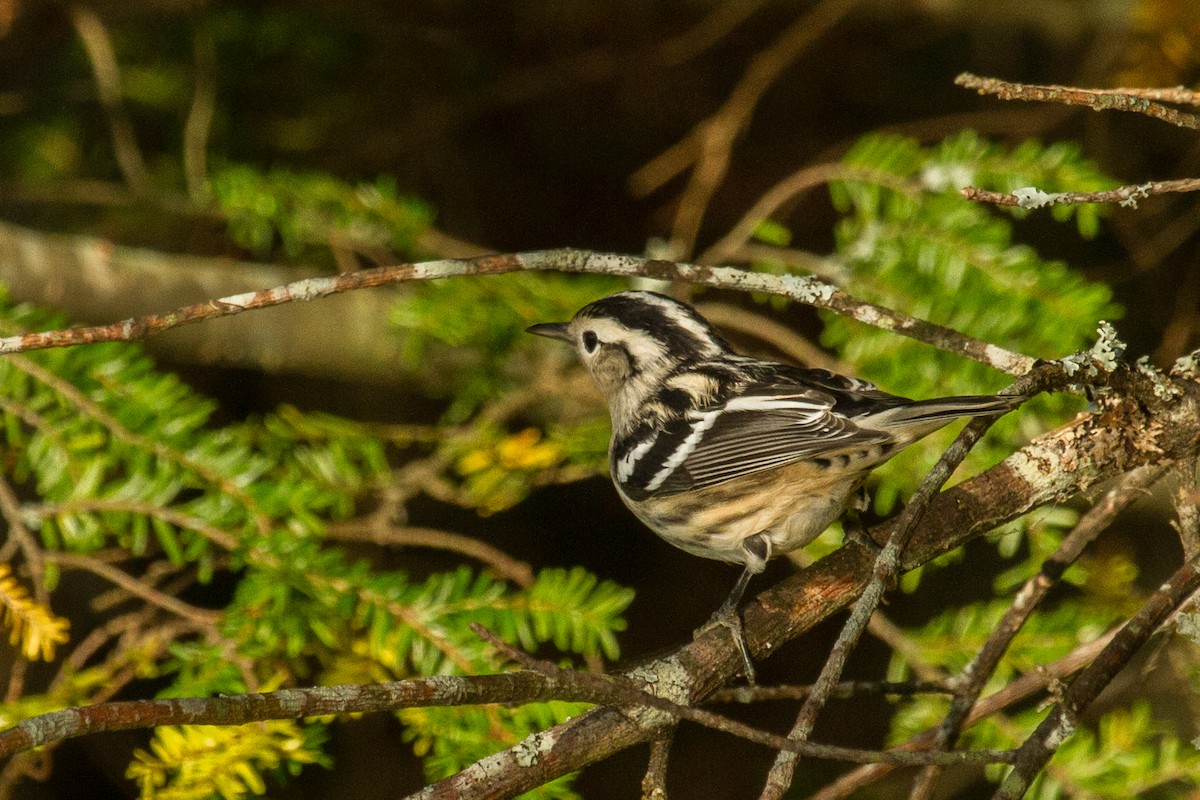 Black-and-white Warbler - Fred Yost