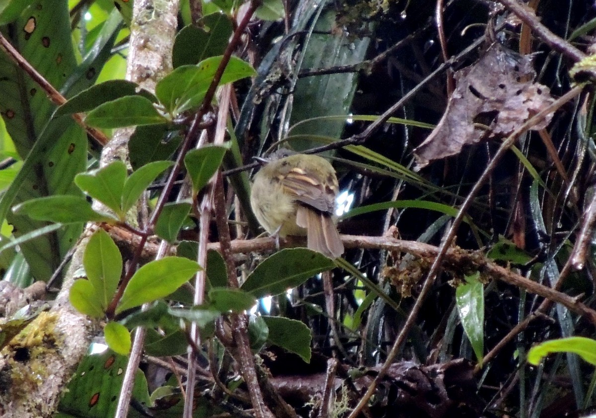 Inca Flycatcher - ML127560211