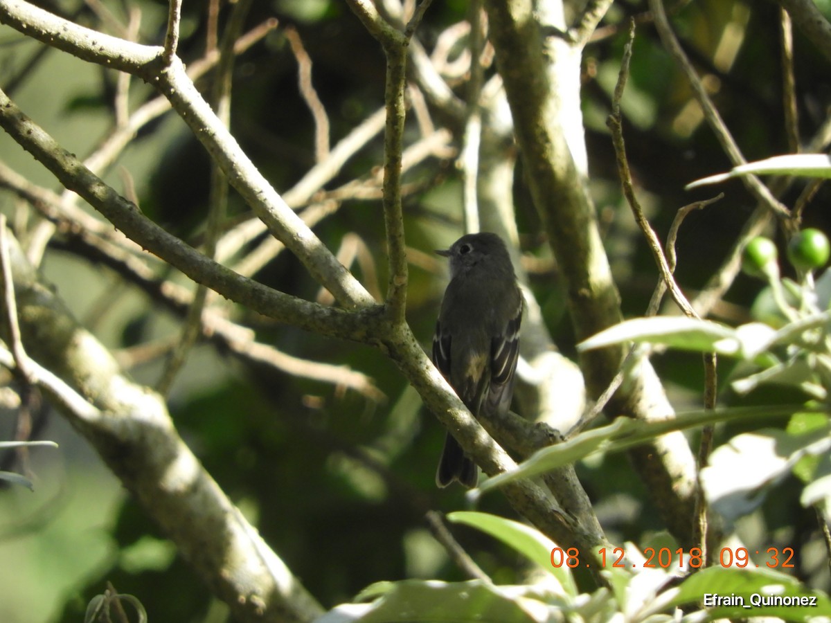 Hammond's Flycatcher - ML127560841