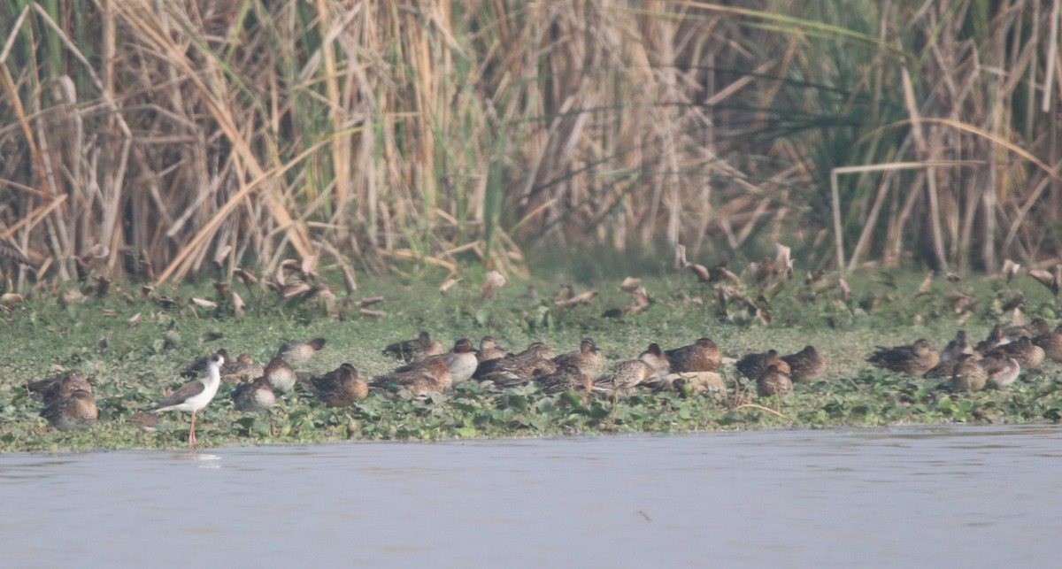 Green-winged Teal - ML127560881