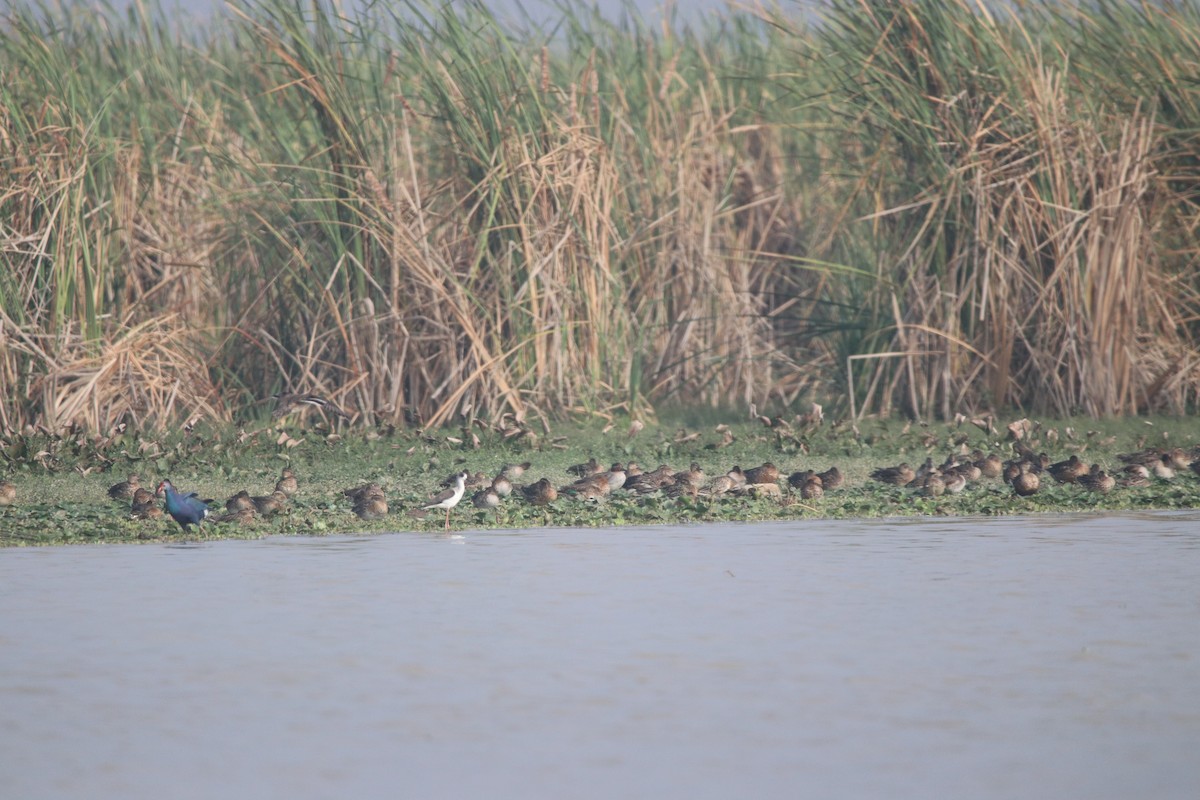 Green-winged Teal - ML127561531