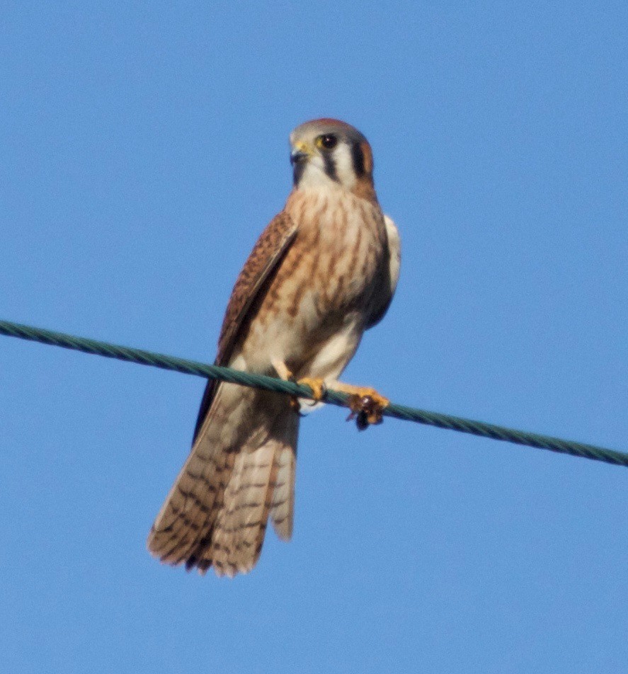 American Kestrel - ML127561741