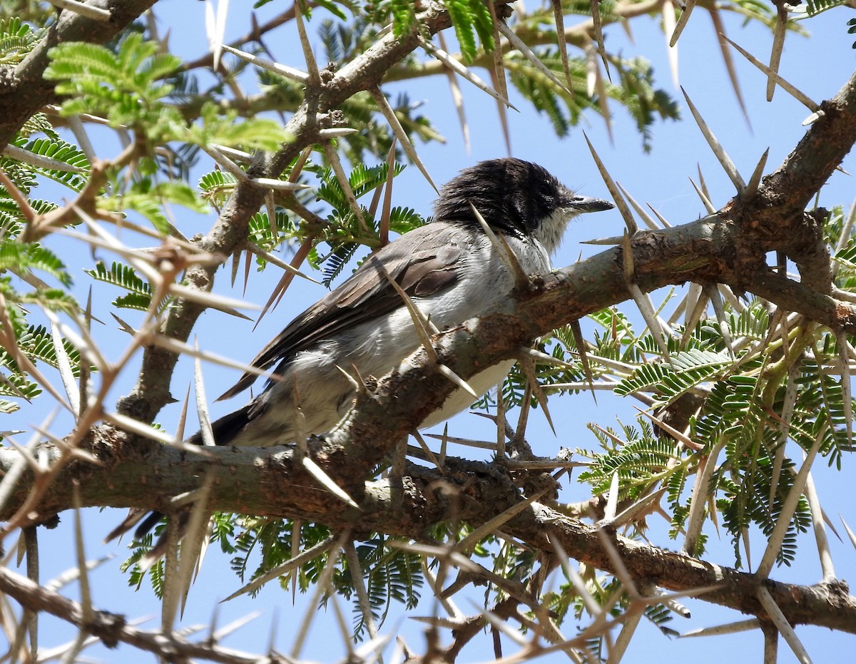 Arabian Warbler - ML127562781