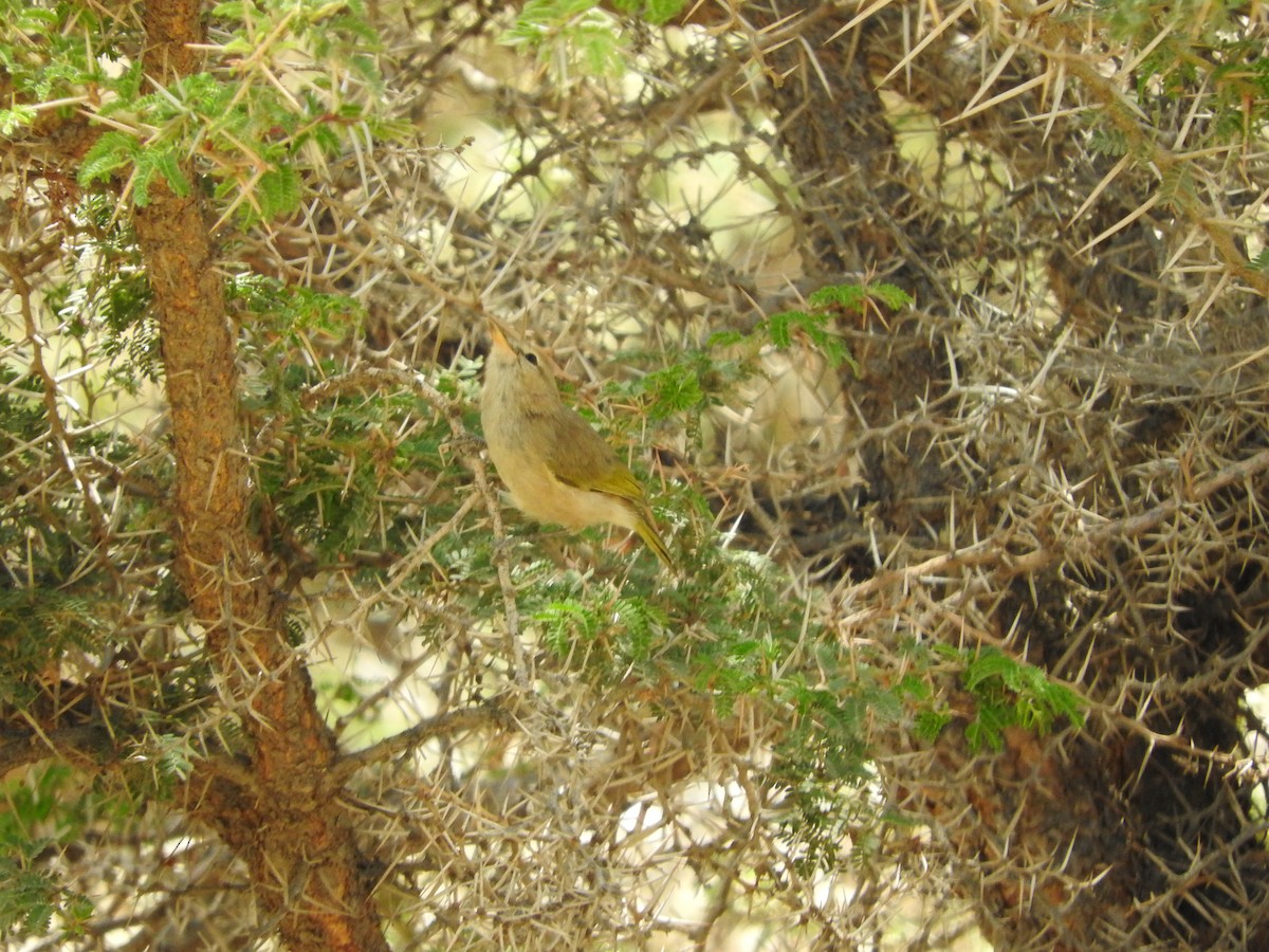 Mosquitero Oscuro - ML127563091