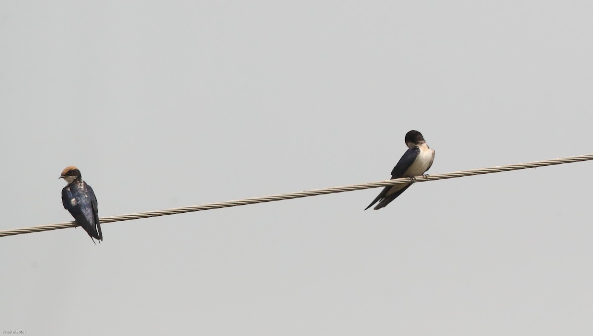 Wire-tailed Swallow - ML127563521