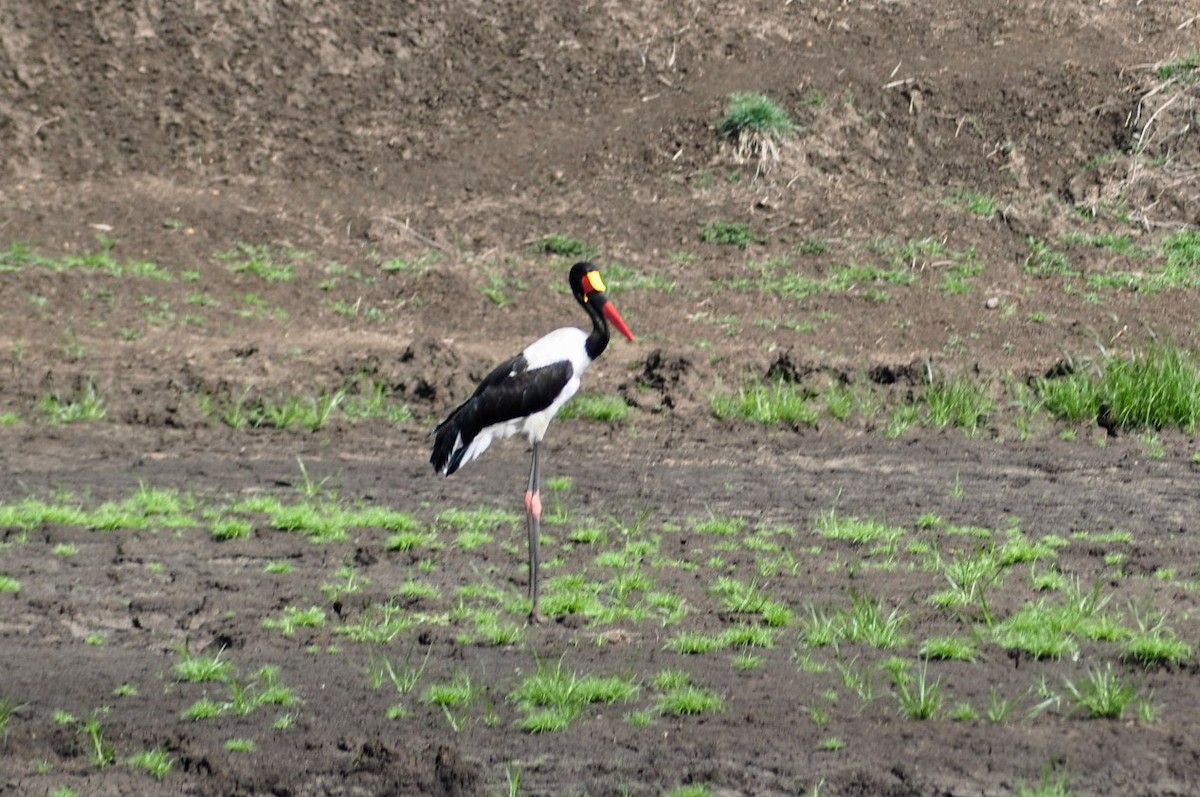 Saddle-billed Stork - ML127564971