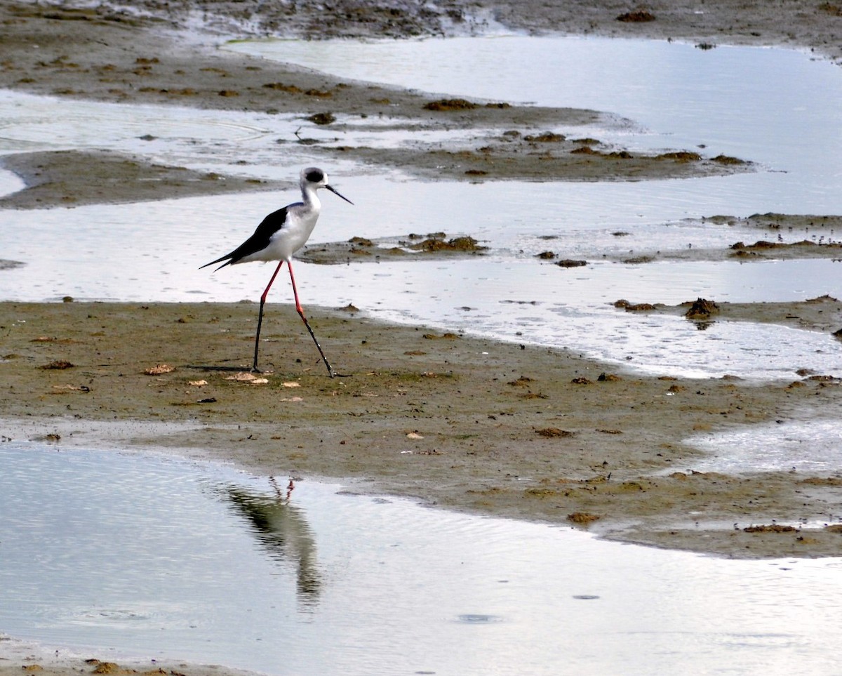 Black-winged Stilt - ML127565011