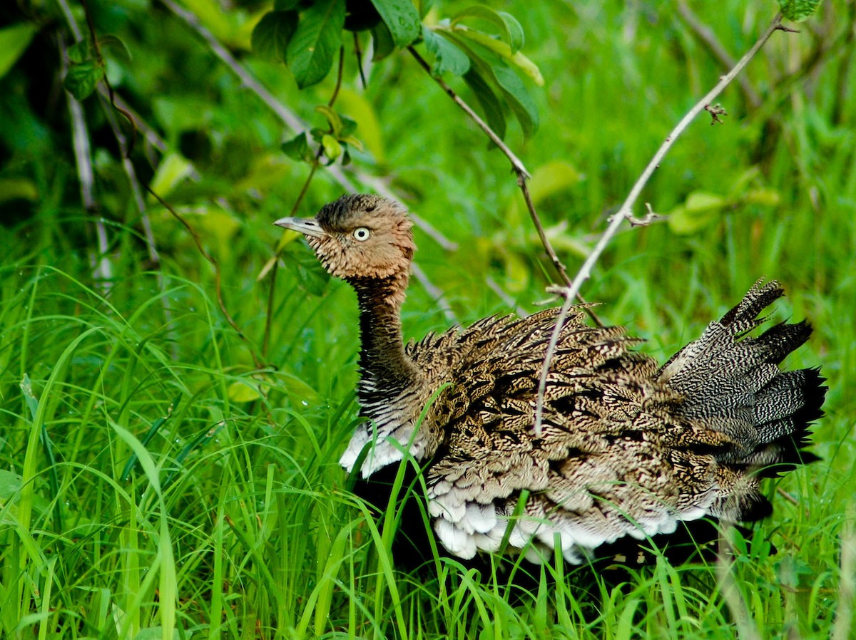 Buff-crested Bustard - ML127565551