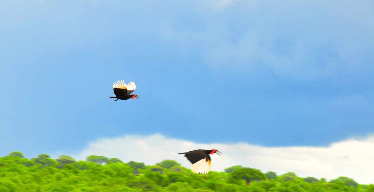 Southern Ground-Hornbill - Nige Hartley