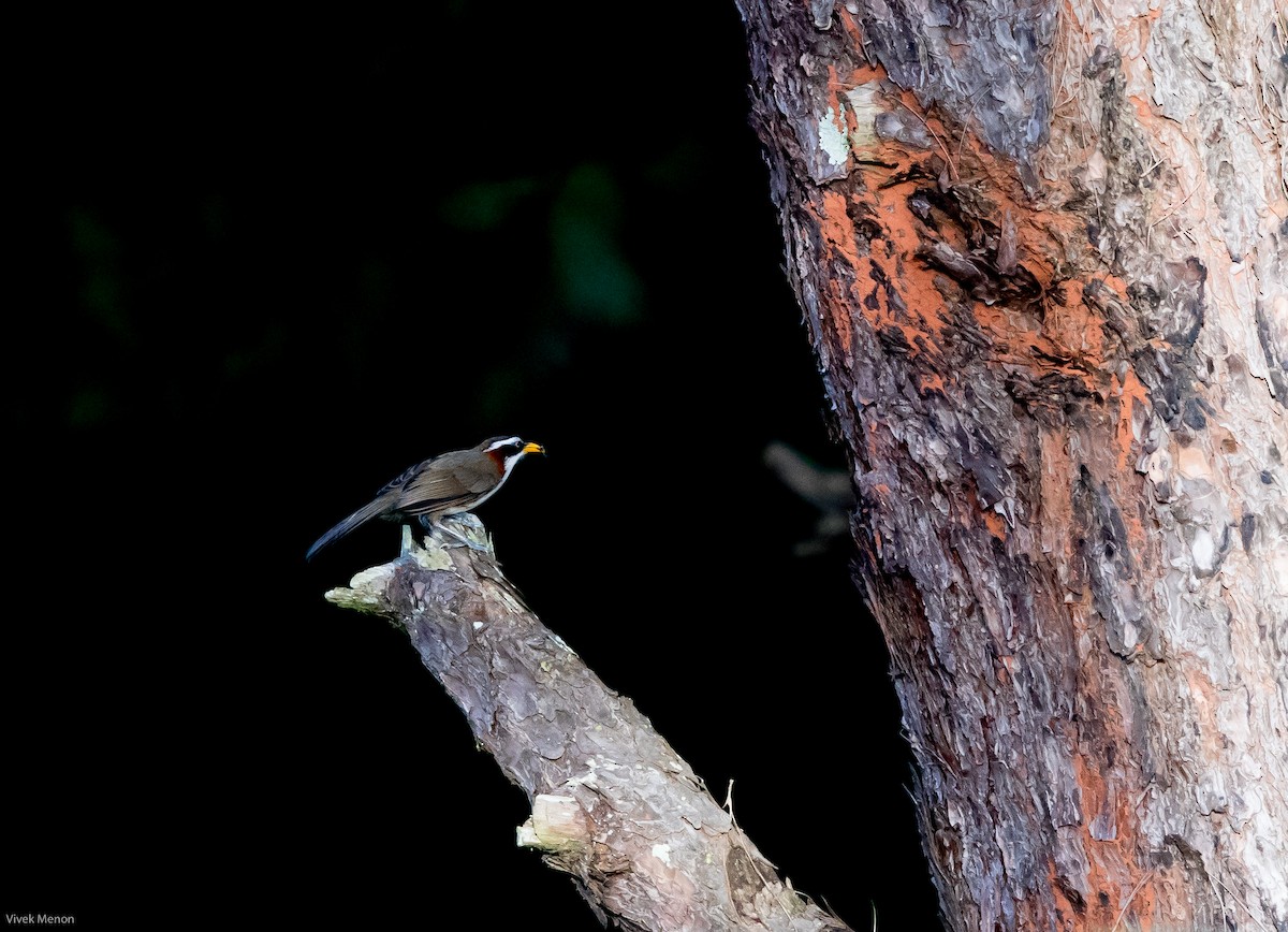 White-browed Scimitar-Babbler - ML127565951