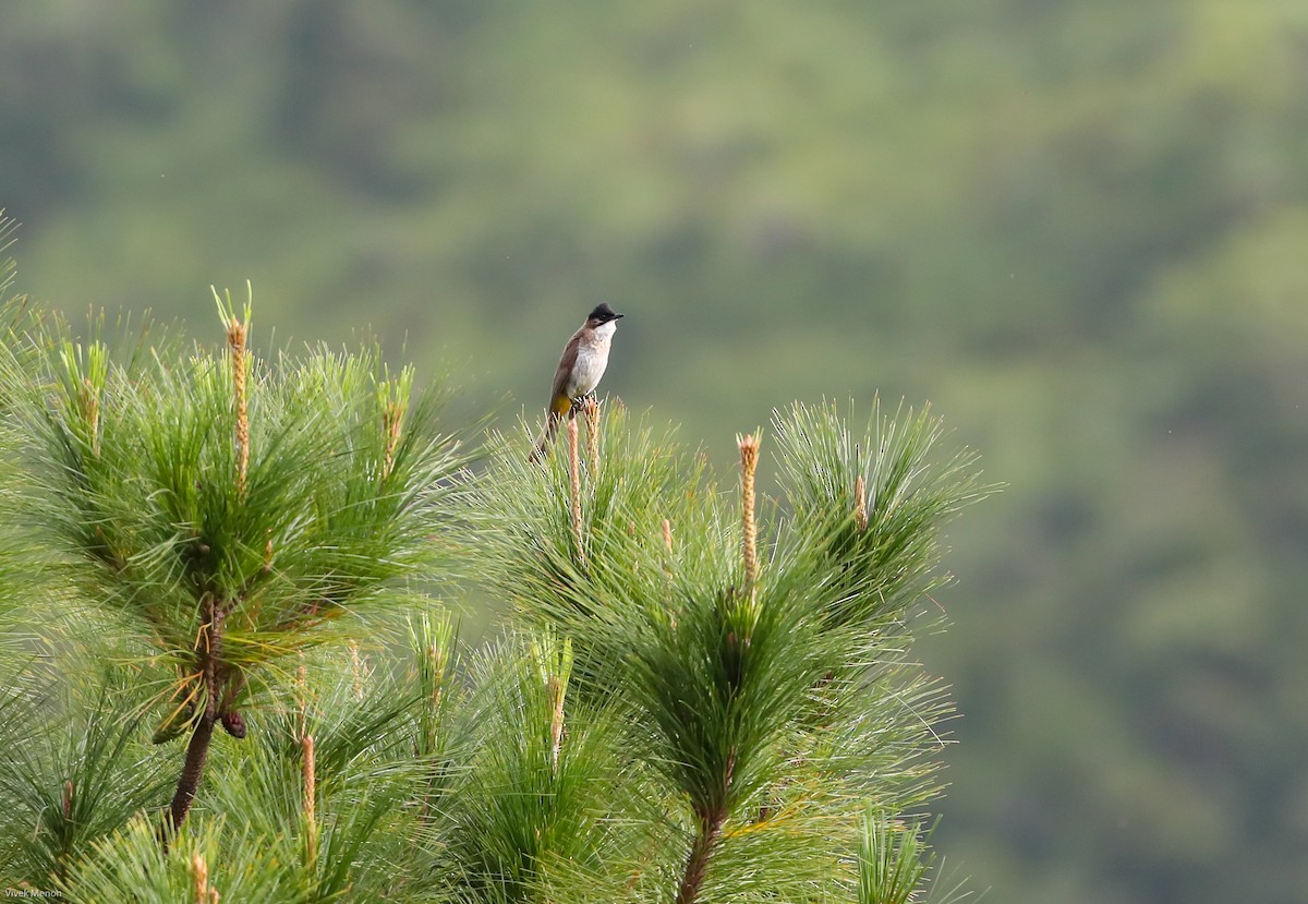 Brown-breasted Bulbul - ML127566031