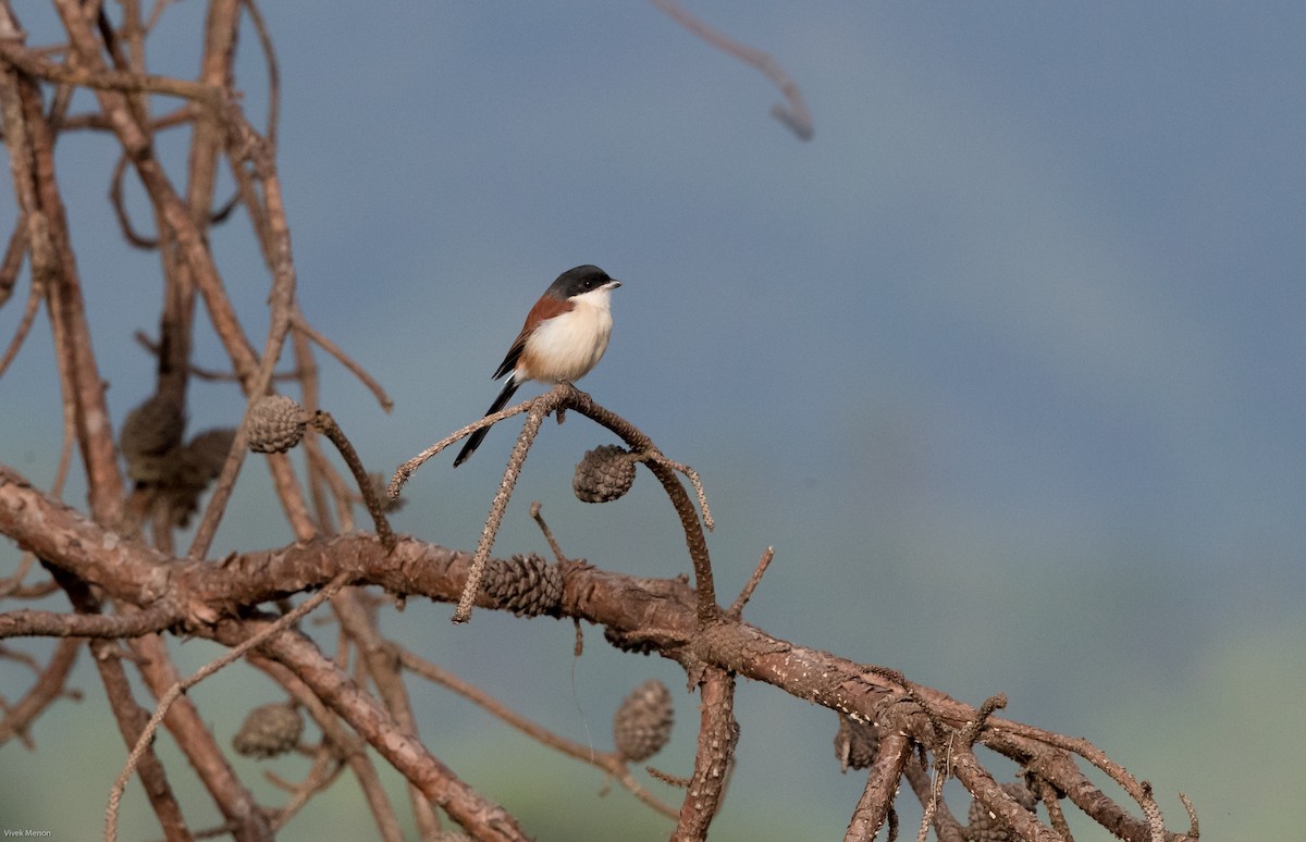 Burmese Shrike - ML127566151