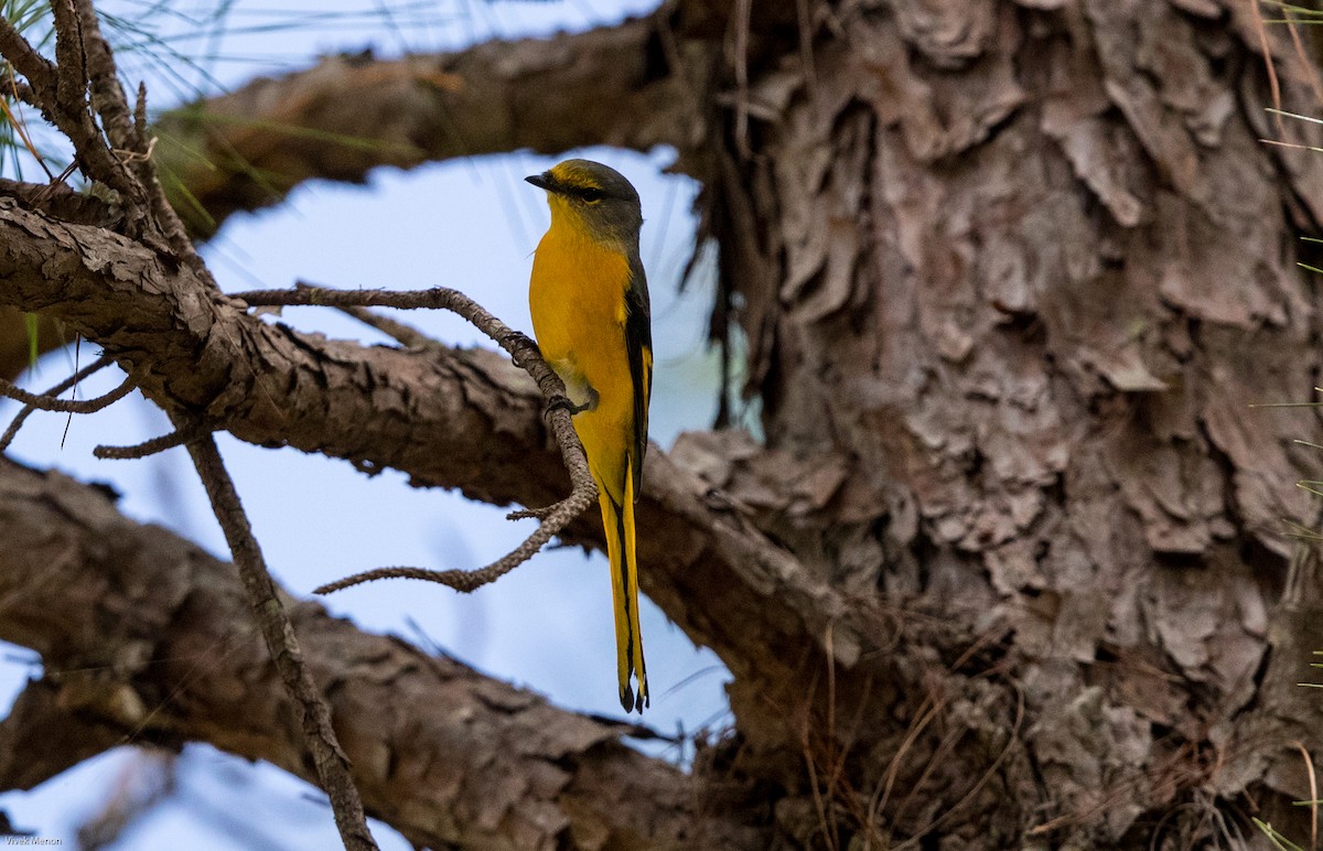 Gray-chinned Minivet (Gray-chinned) - ML127566171