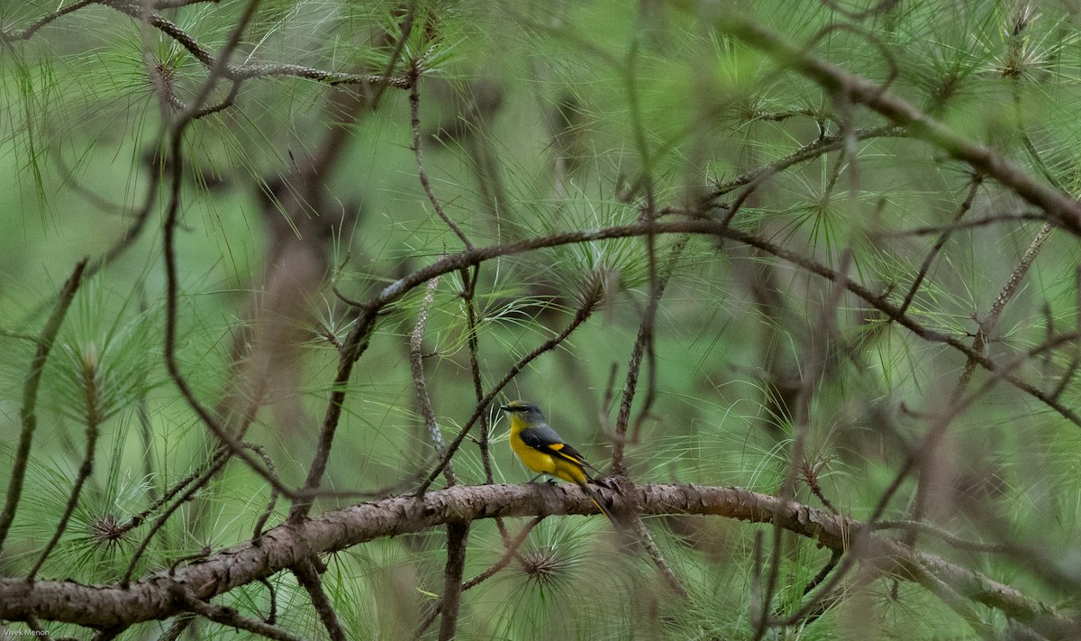 Gray-chinned Minivet (Gray-chinned) - ML127566181