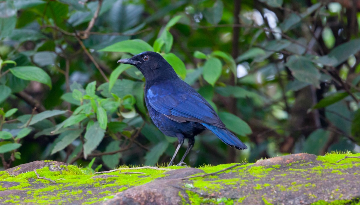 Malabar Whistling-Thrush - ML127567621