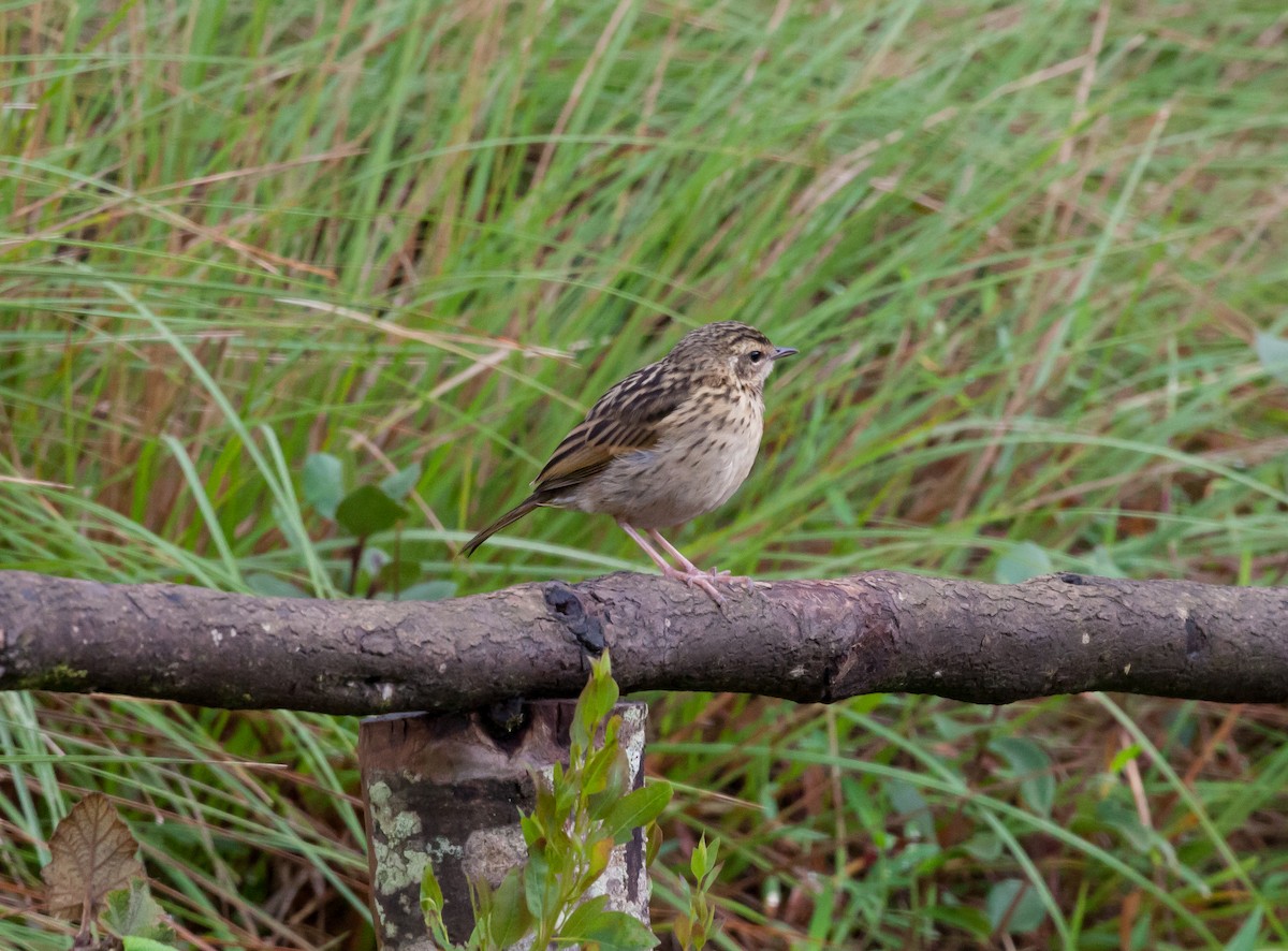 Nilgiri Pipit - Vivek Menon