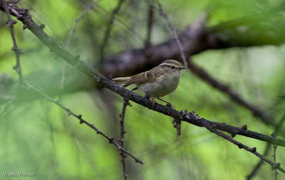 Sichuan Leaf Warbler - ML127568801