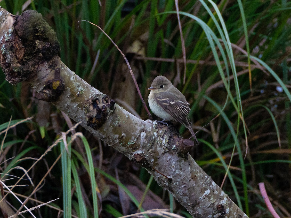 Mosquero sp. (Empidonax sp.) - ML127570281