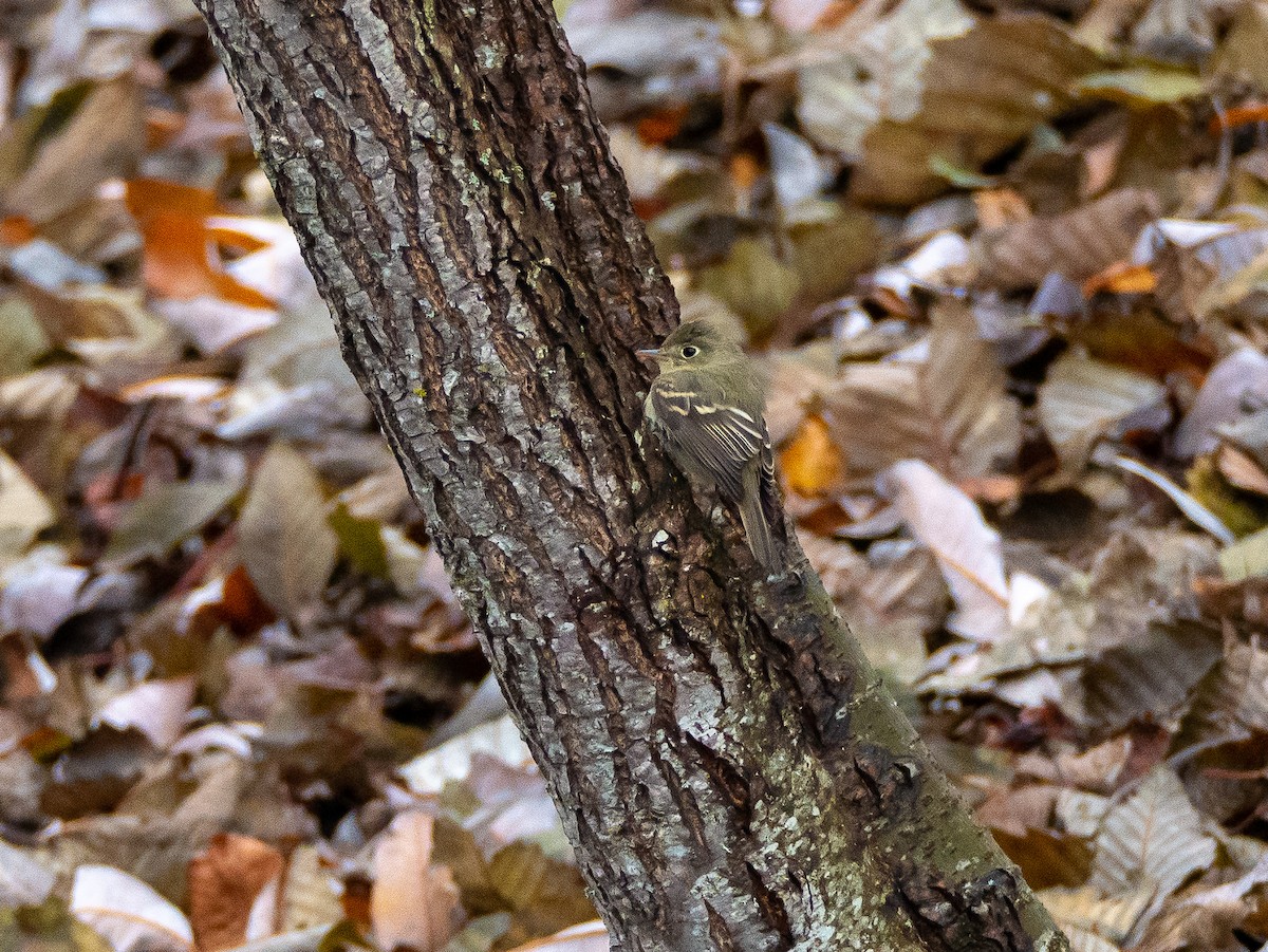 Mosquero sp. (Empidonax sp.) - ML127570311