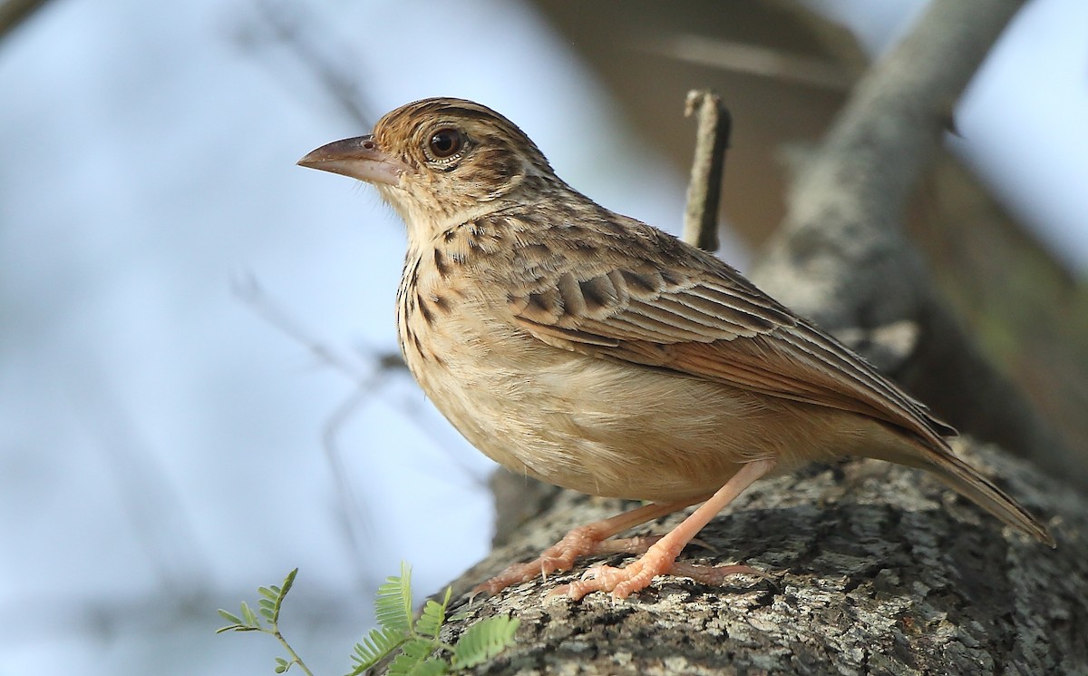 Jerdon's Bushlark - Albin Jacob