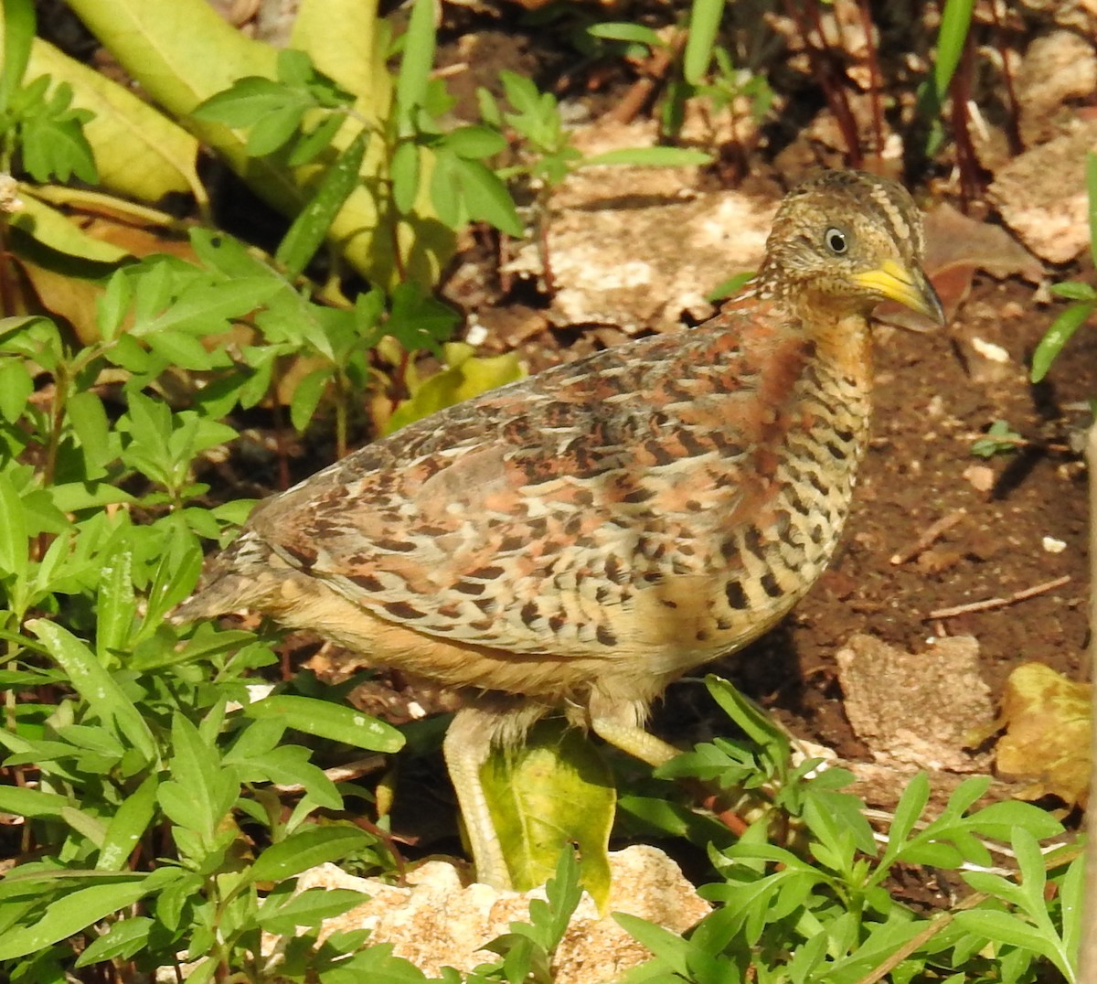 Red-backed Buttonquail - Colin Trainor