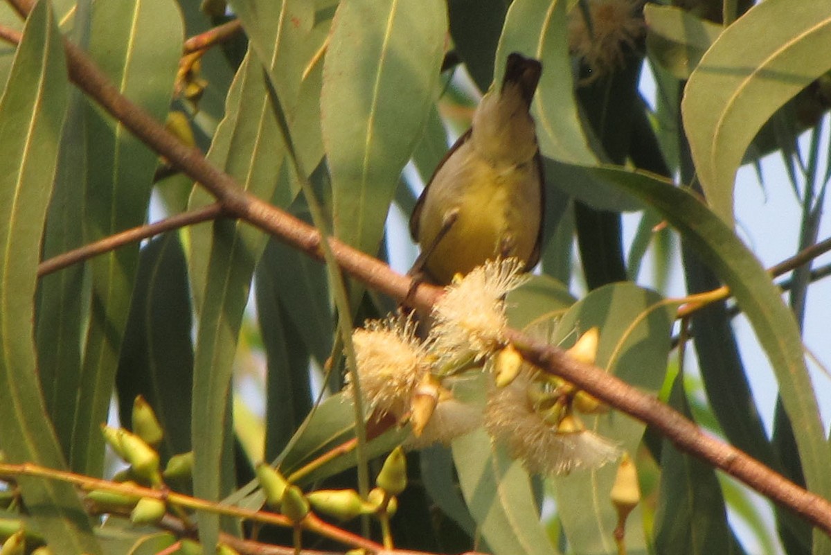 Purple-rumped Sunbird - Sandeep Biswas
