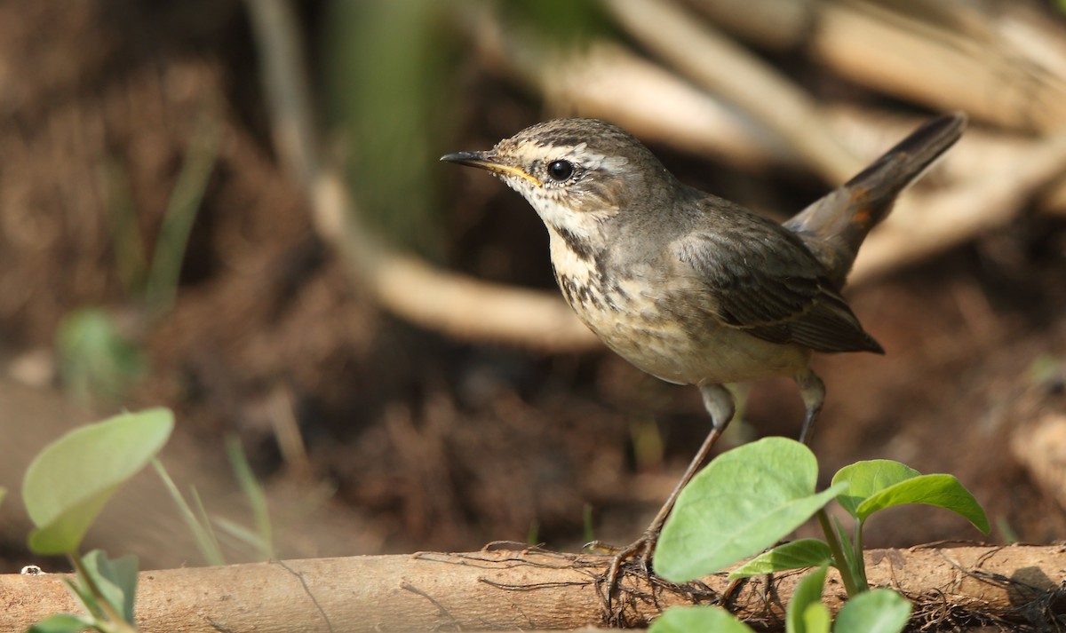 Bluethroat - Albin Jacob