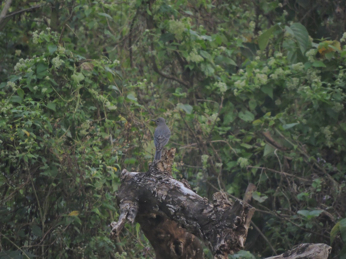 Blue Rock-Thrush - ML127576371