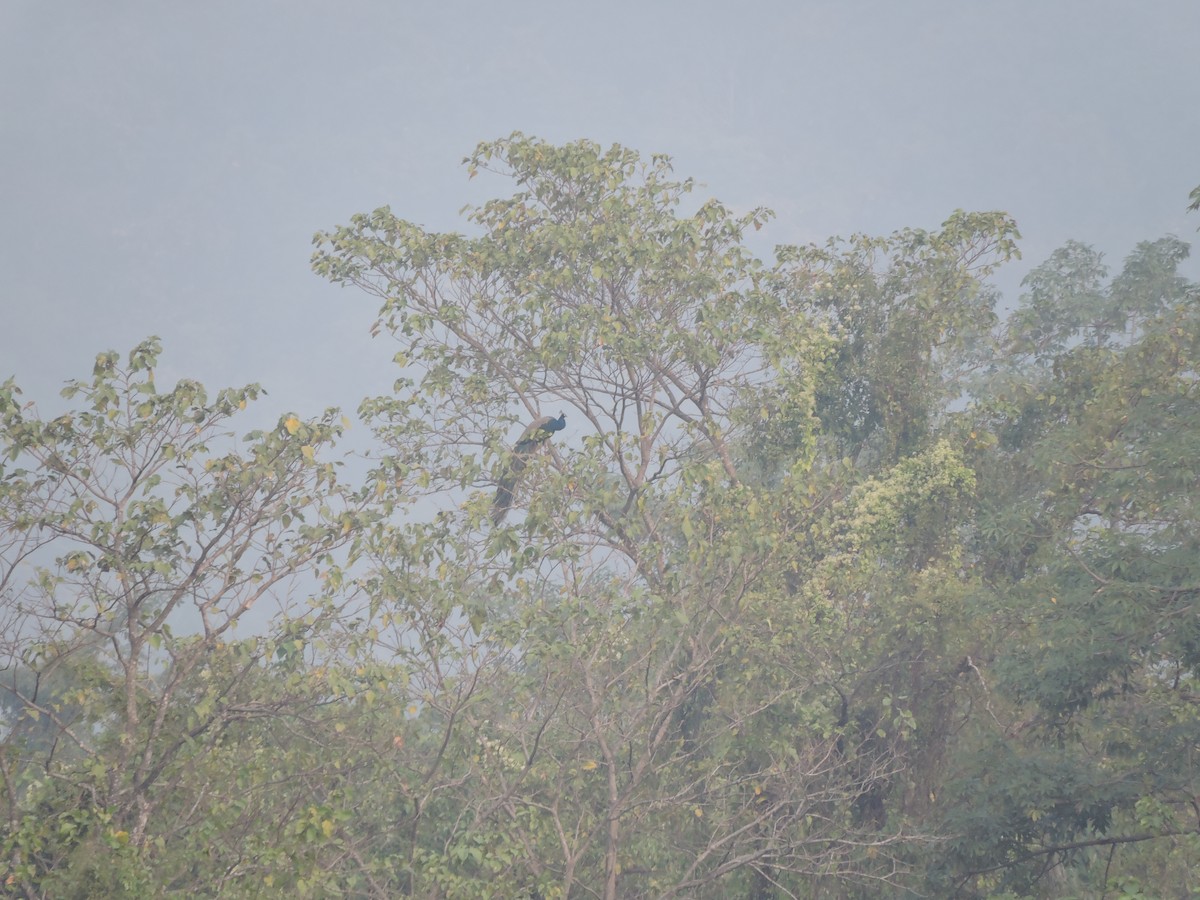 Indian Peafowl - ML127576421