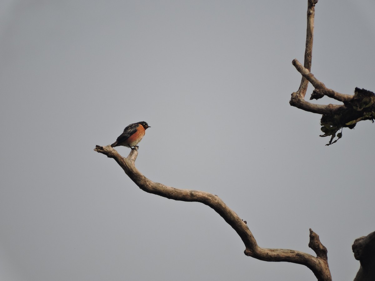 Spot-winged Starling - ML127576471