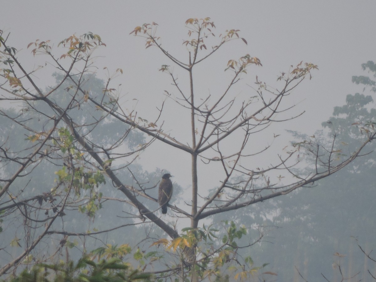 Crested Serpent-Eagle - ML127576501