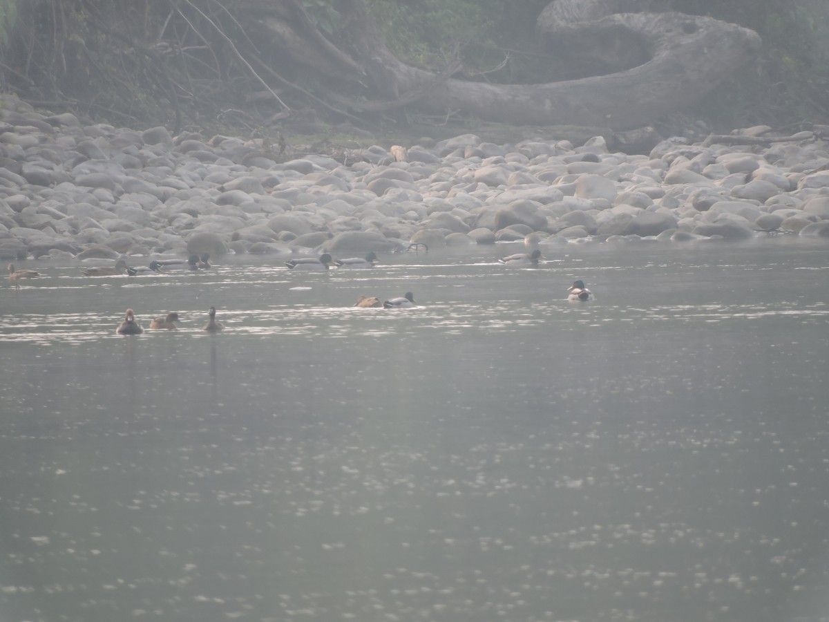 Mallard - ML127576521