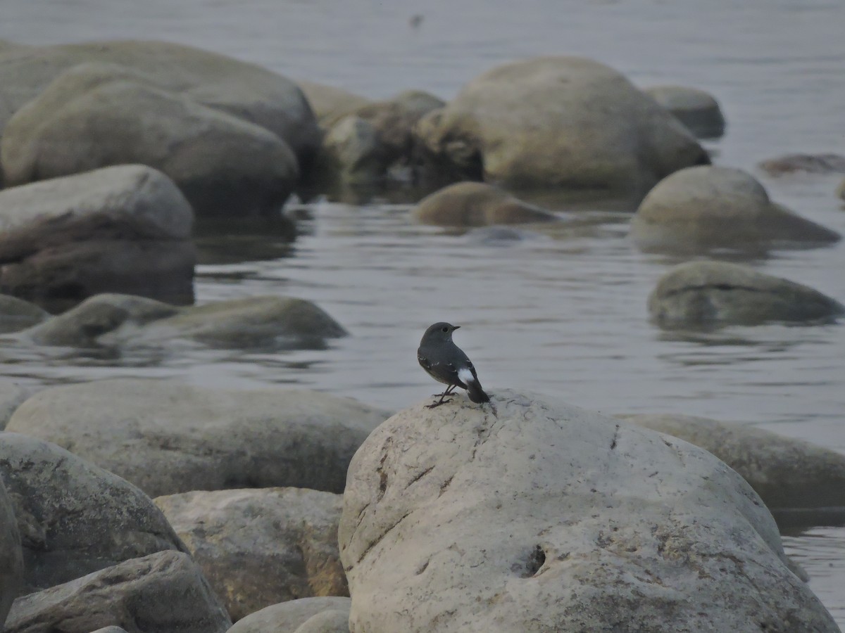 Plumbeous Redstart - ML127576651